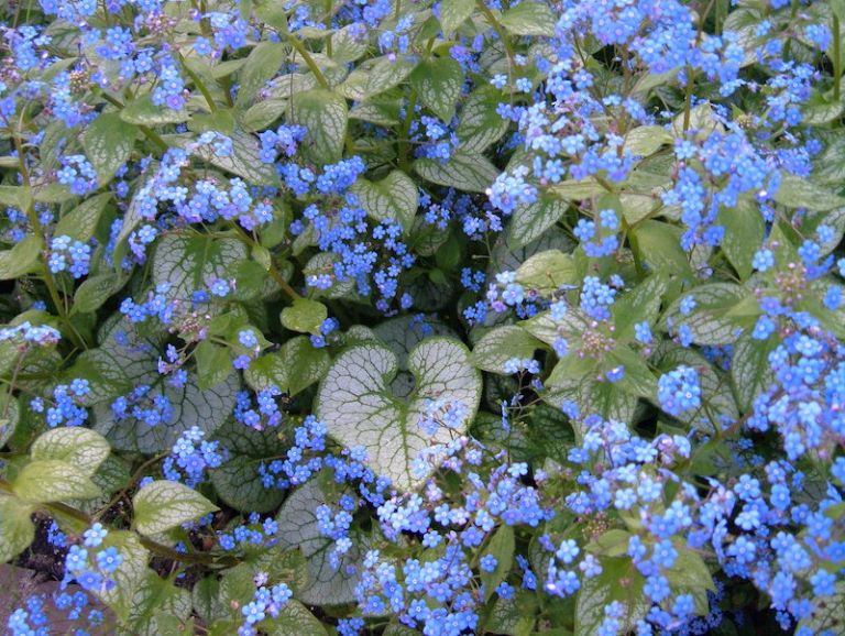Vivace Petites Fleurs Bleues Couvre Sol