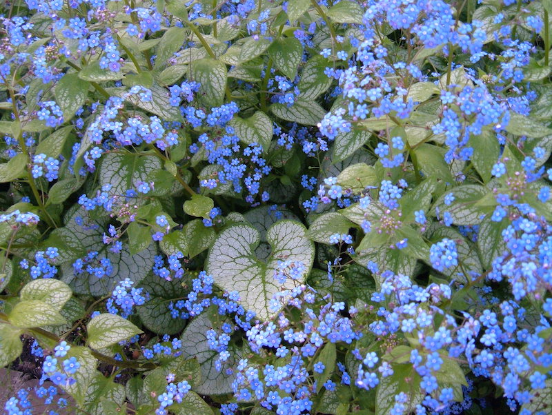 plante tapissante vivace bleue brunnera fleurs bleues et feuillage vert