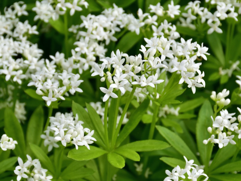 plante vivace couvre sol feulles vertes avec des petites fleurs blanches asperula odoranta