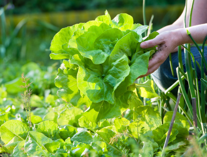 woman picking fresh salad from her vegetable garden