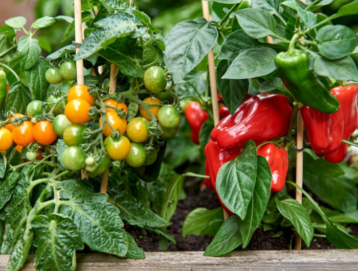 planter des tomates et des poivrons au mois de mai