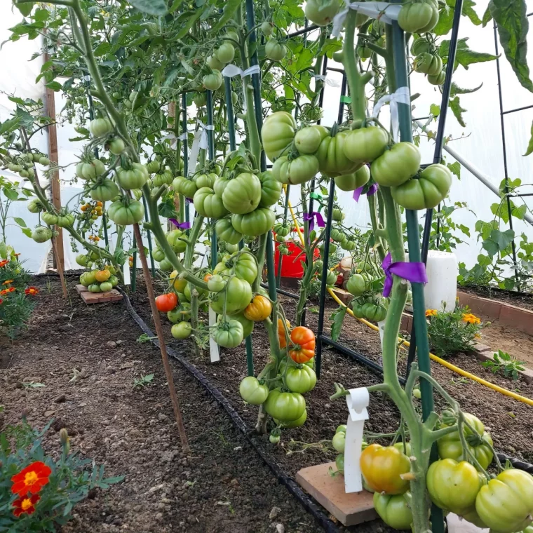 plantes de tomates support systeme d arrosage potager