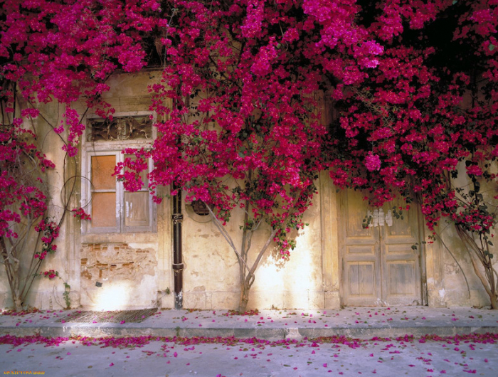 plantes grimpantes a fleurs floraison abondant rose sur un mur de maison