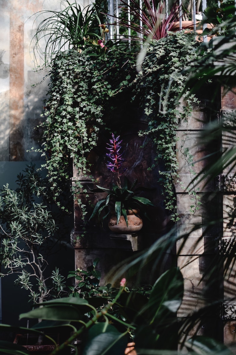 plantes grimpantes vertes sur le balcon en bois fleur violette dans un pot