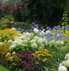 plantes tapissantes feuillage persistant jardin avec des fleurs blanches jaunes violettes et oranges