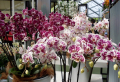 Les pelures de quel légume font l’orchidée fleurir et sentir bon ? Sensationnel et gratuit !