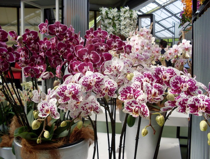 pourquoi entretenir son orchidée avec des pommes de terre grosses orchidees en pots