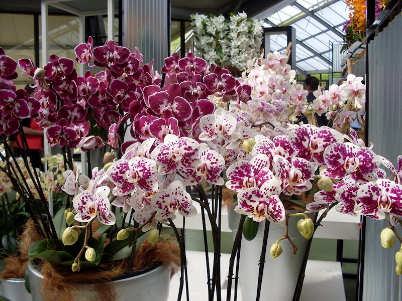 pourquoi entretenir son orchidée avec des pommes de terre grosses orchidees en pots