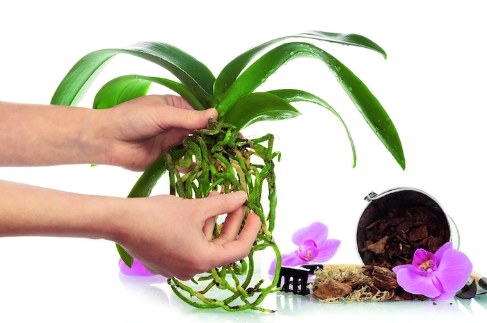 pourquoi utiliser les pelures de pommes de terre plantation d une orchidee