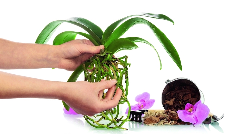 pourquoi utiliser les pelures de pommes de terre plantation d une orchidee