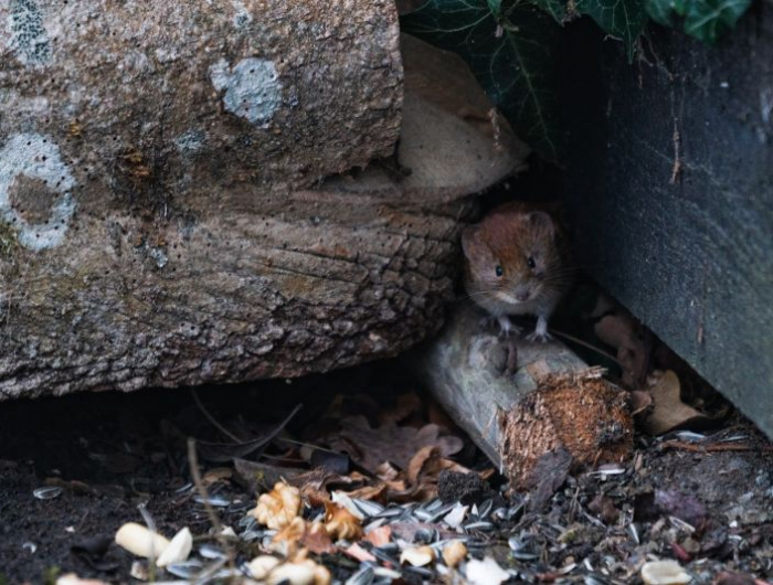 produit anti souris un rat dans le jardin entre les bois