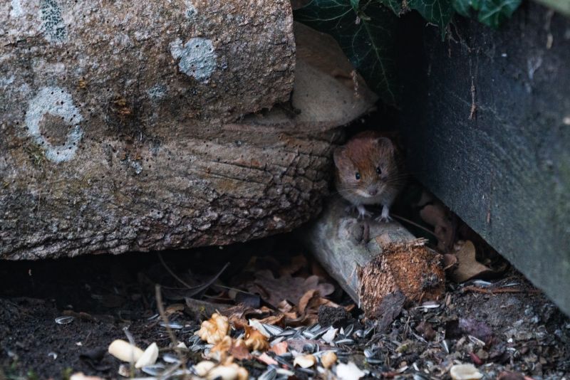 produit anti souris un rat dans le jardin entre les bois