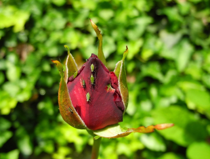 pucerons verts rouge rose arbuste plantes de jardin