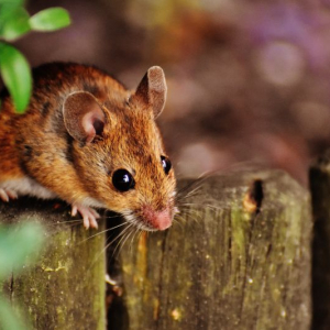 Comment se débarasser des rats еt des souris définitivement ? Recette de grand-mère !