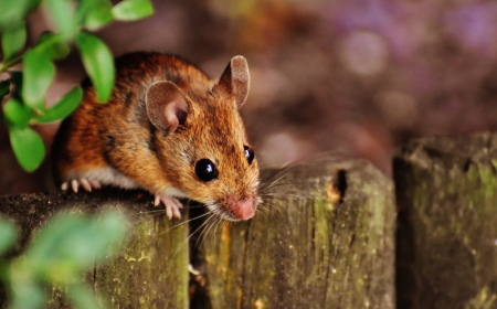 que mange un rat un souris sur la palissade du jardin