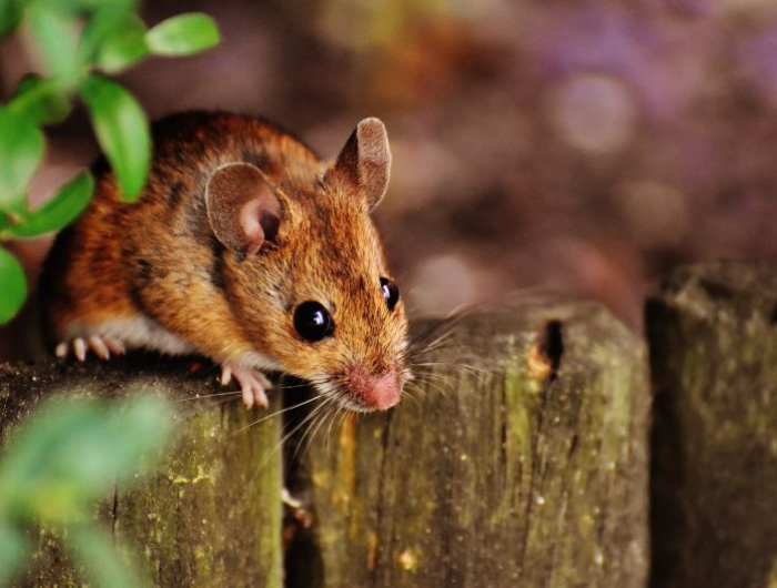 que mange un rat un souris sur la palissade du jardin