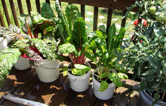 que planter en mai au potager balcon