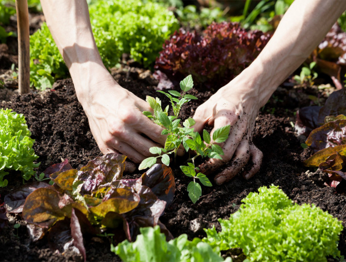 que planter en mai au potager bio laitue