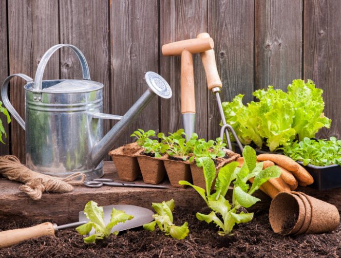 que planter en mai au potager conseils et astuces