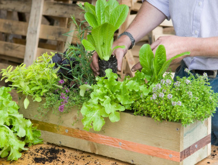 que planter en mai au potager hors sol astuces