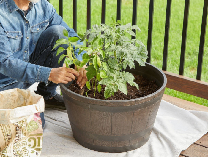 que planter en mai juin au potager pommes de terre