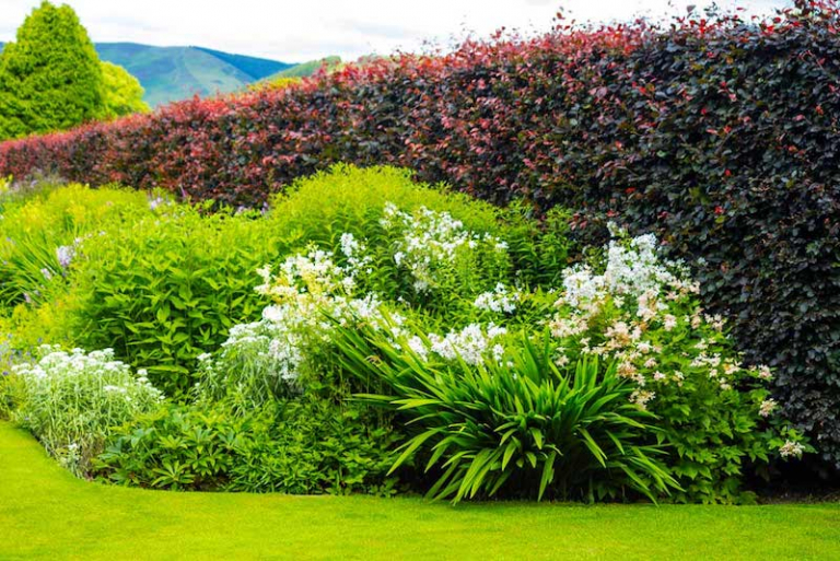 Comment choisir un arbuste à croissance rapide pour haie