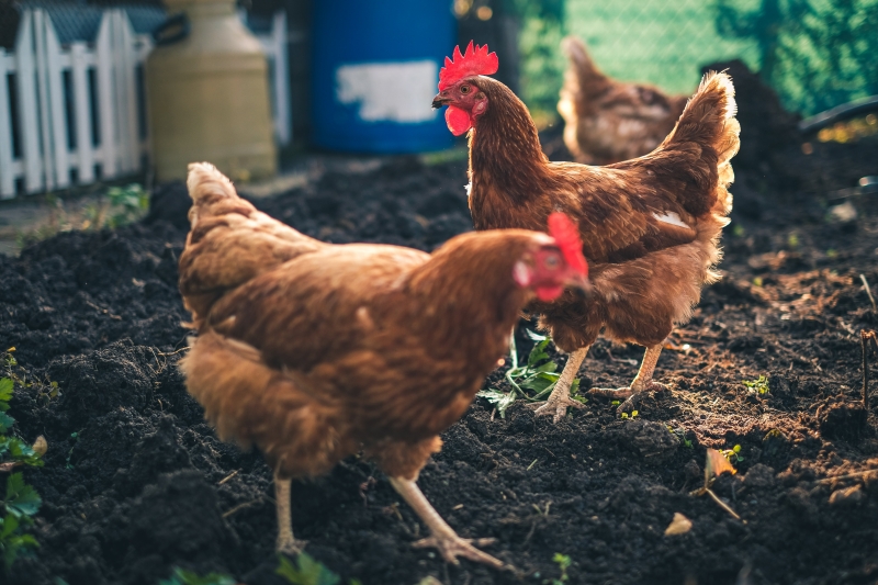 quel engrais pour les tomates fumier de poules fiente