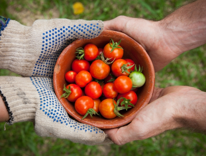 quel est le meilleur engrais pour les tomates recette naturelle gants de jardinage mains