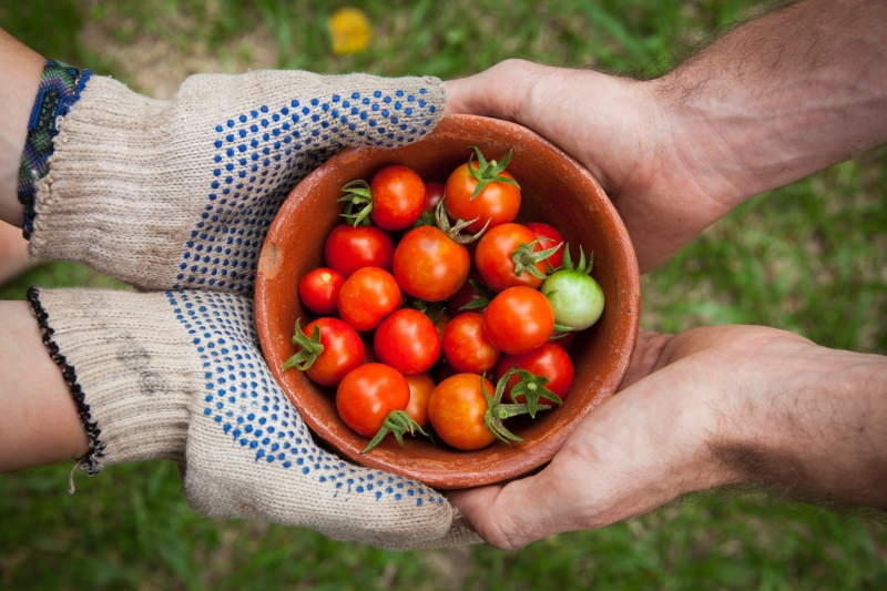 quel est le meilleur engrais pour les tomates recette naturelle gants de jardinage mains