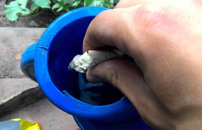 quels engrais pour les tomates levure de pain sur un seau