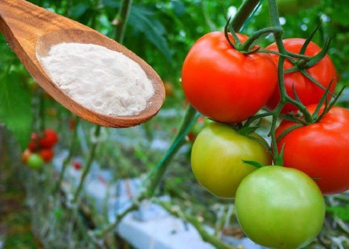 quels engrais pour les tomates une main tient cuillere de bicarbonate