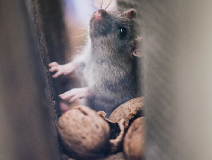 rat fruitier un souris qui mange des noix