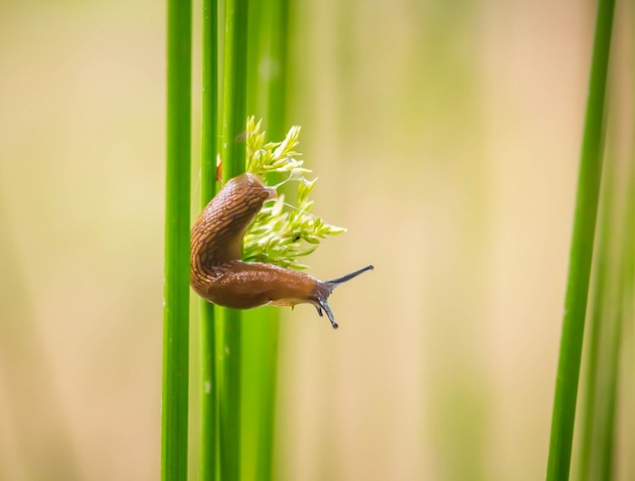 remede de grand mere contre les limaces dans le jardin potager