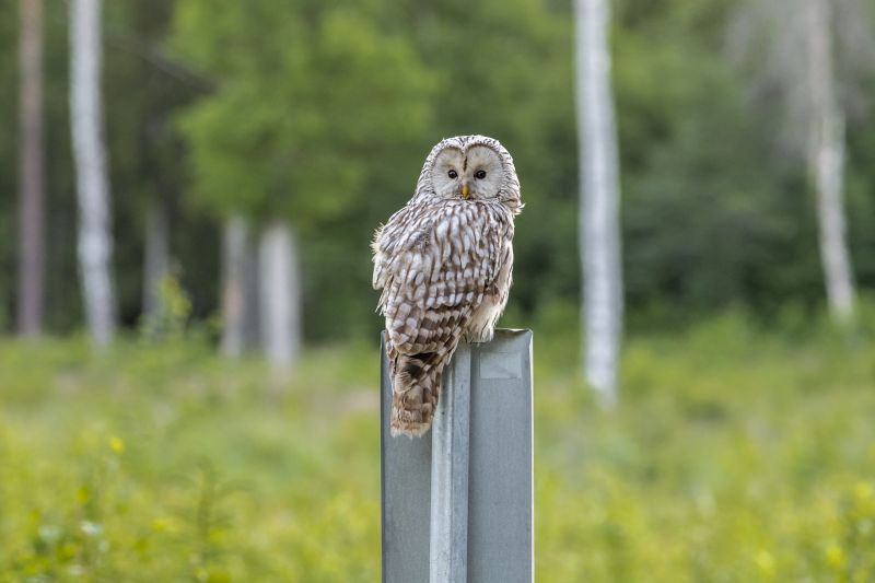 remede de grand mere contre les mulots un hibou contre les rats