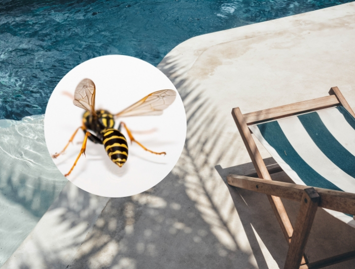 remedes naturels comment chasser les guepes de la piscine chaise longue soleil