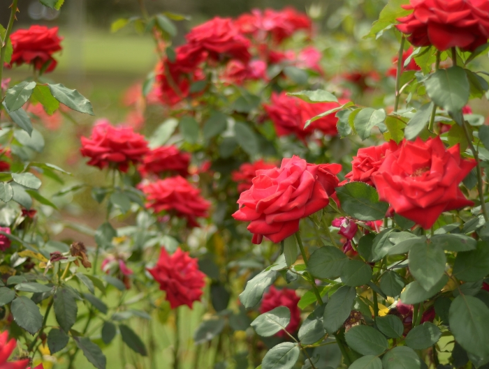 roses rouges arbuste jardin entretien repulsif insectes