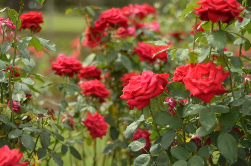 roses rouges arbuste jardin entretien repulsif insectes