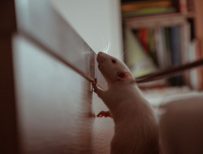 se debarrasser des souris un rat blanc dans la maison