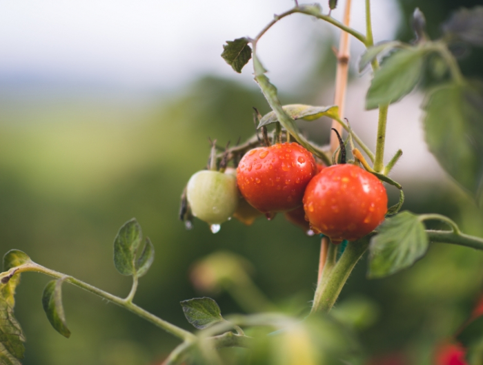 sel d epsom tomate fertilisant naturel produit jardin compost