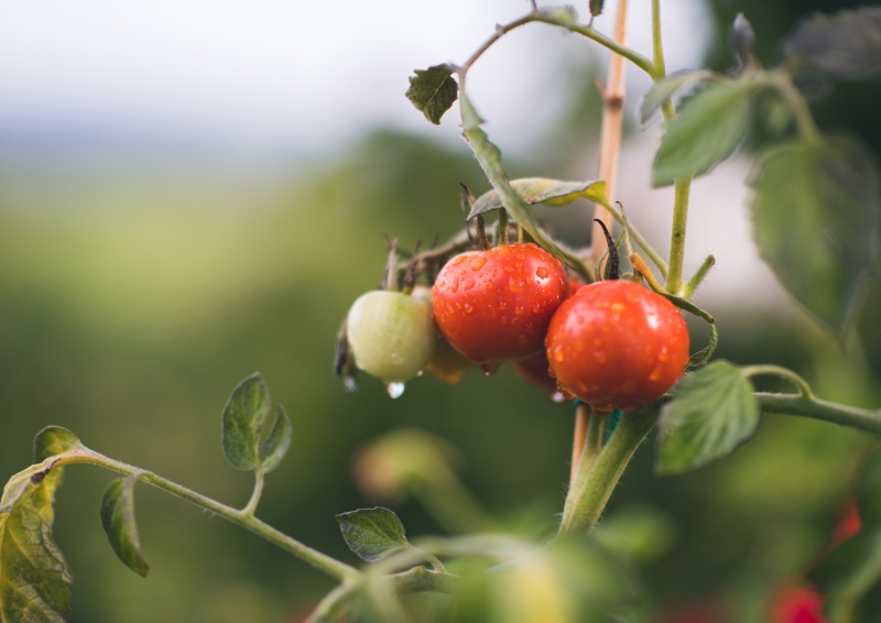 epsom salt tomato natural fertilizer compost garden product
