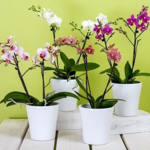 Les pelures de quel légume font l'orchidée fleurir et sentir bon ? Sensationnel et gratuit !