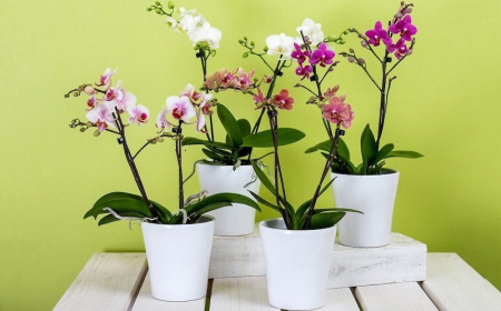 sensationnel les pelures de quel legumes quatre orchidees en pots blancs