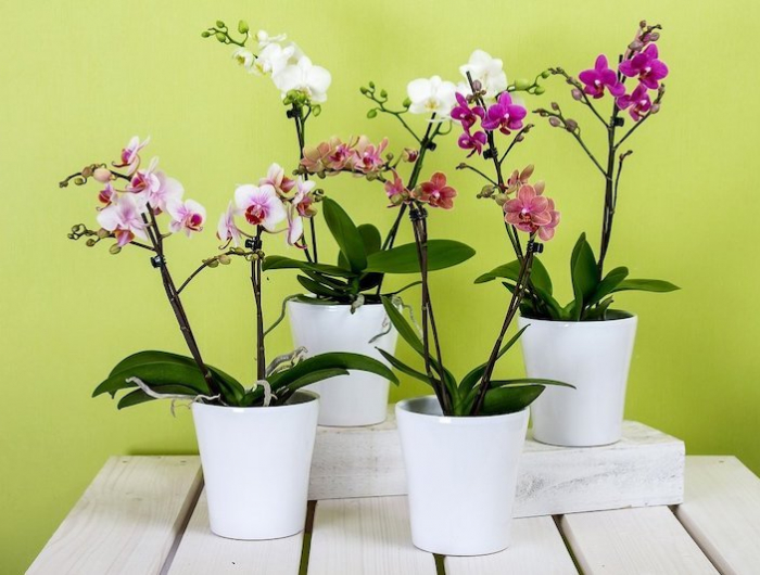 sensationnel les pelures de quel legumes quatre orchidees en pots blancs