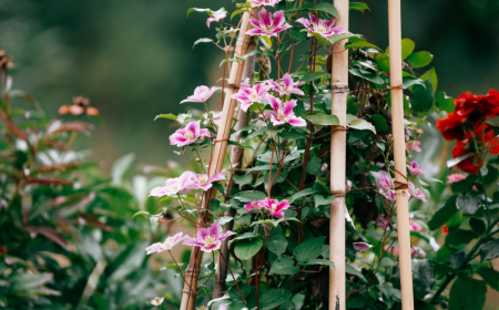 support plante exterieur grimpante feuille vert fleurs roses