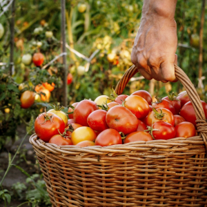 7 idées d'engrais tomate naturel pour une récolte belle et saine