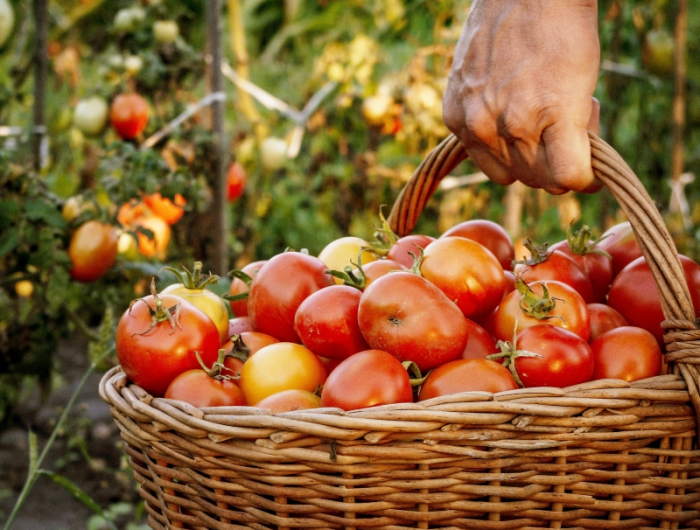 tomate recolte abondante astuce panier tresse potager soins