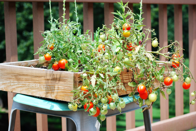 tomates a planter au mois de mai potager sur le balcon
