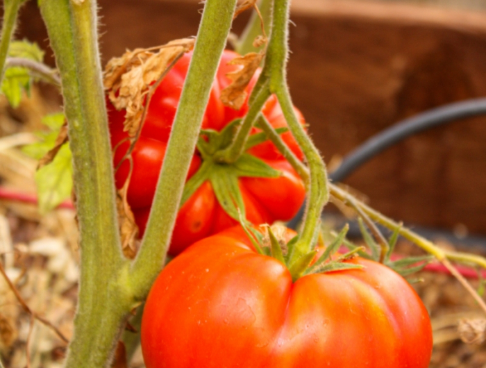 truc de grand mère pour avoir de belles tomates engrais naturel jardin