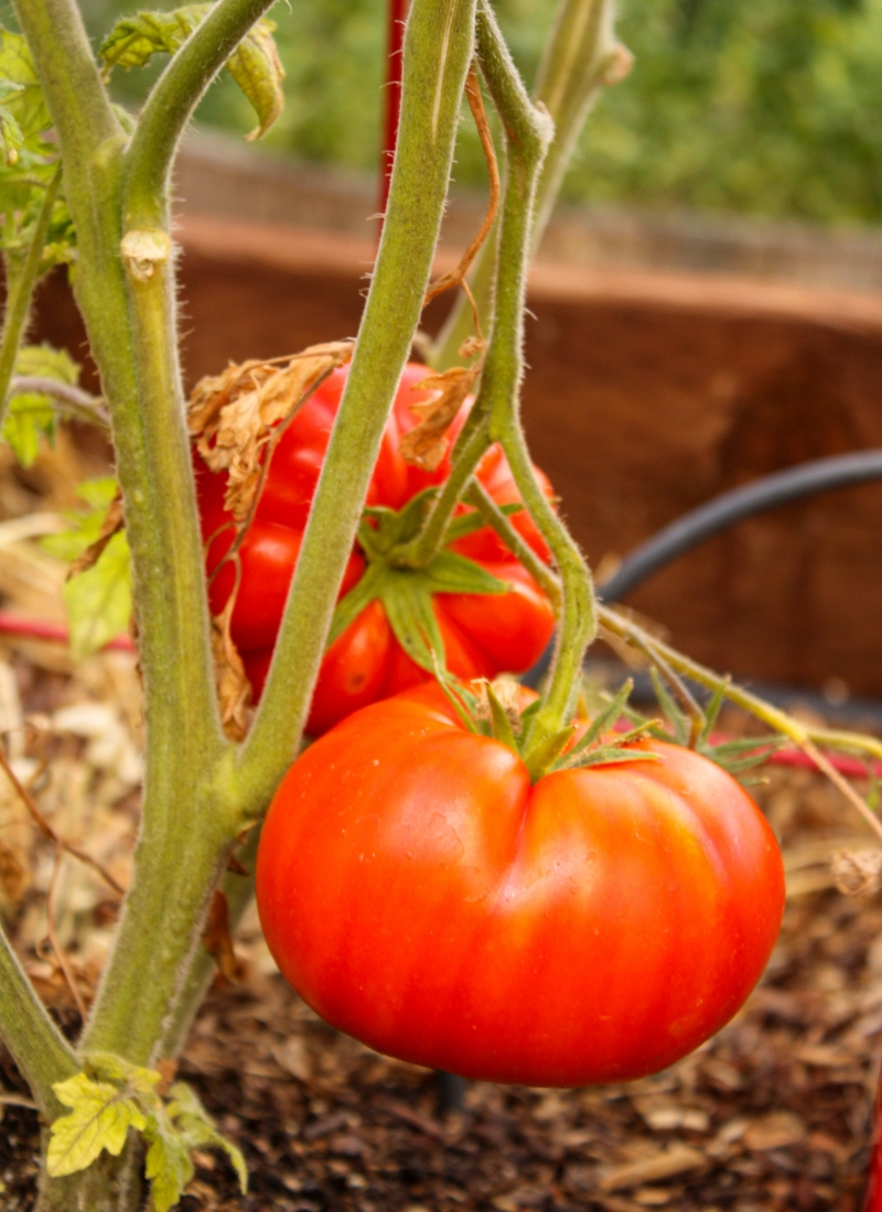 truc de grand mère pour avoir de belles tomates engrais naturel jardin