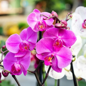 trucs de genies pour declencher la floraison des orchidees